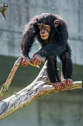 Chimp Balancing on Branch