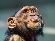 Bonobo Chimp
