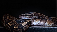 Boa Constrictor