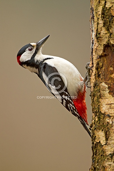 Great Spotted Woodpecker