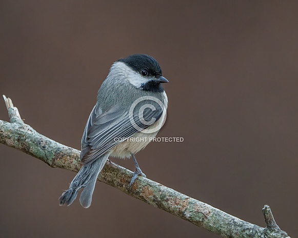 Carolina Chickadee