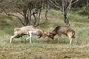 Two beautiful fallow deer are fighting in the rutting season