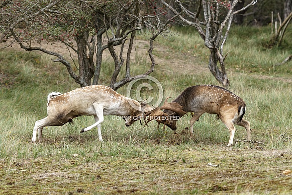 Two beautiful fallow deer are fighting in the rutting season