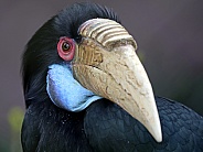 Bar-pouched wreathed hornbill (Rhyticeros undulatus)
