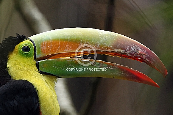 Keel-billed Toucan