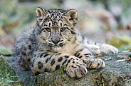 Snow Leopard