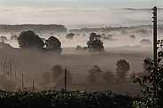 Early morning mist - North Yorkshire - England