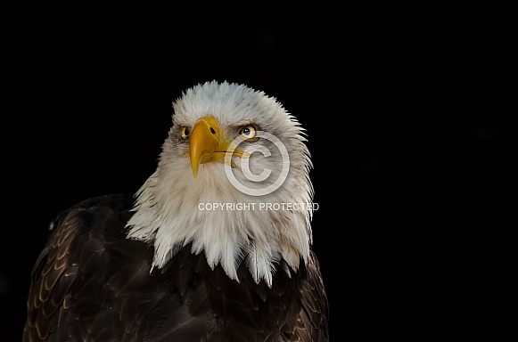 American Bald Eagle American Bald Eagle