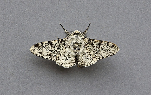 Peppered Moth