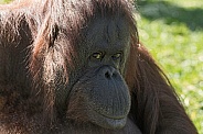 Bornean Orangutan Female Face Shot