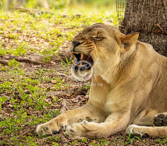 Female African Lions Female African Lions