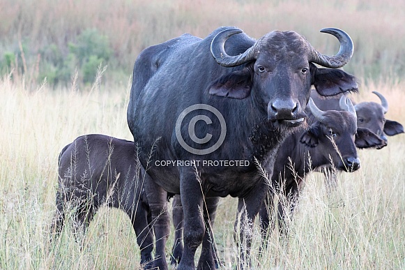 Family of African Buffalo
