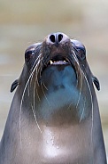 California sea lion (Zalophus californianus)