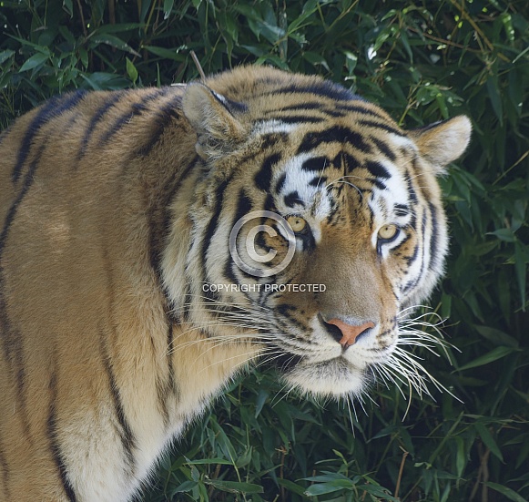 Bengal Tiger