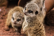 Baby meerkat, close up, side profile