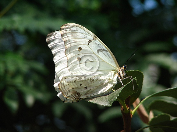 White Morpho Butterfly