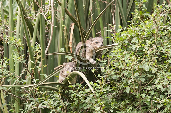 Yellow-spotted Hyrax Yellow-spotted Hyrax