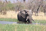 Bull Elephant wading through the river