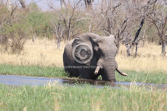 Bull Elephant wading through the river