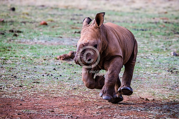 White Rhino Calf