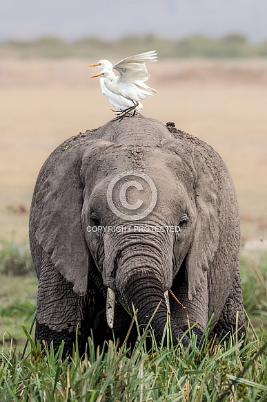 African Bush Elephant African Bush Elephant