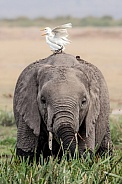 African Bush Elephant