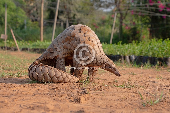 Indian Pangolin or Anteater (Manis crassicaudata)