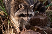 Raccoon Close Up Standing On Rocks