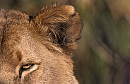 Lioness Close Up Eye and Ear