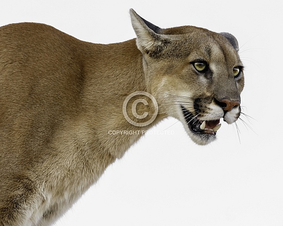 Cougar-Ready to Attack