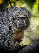 White Faced Saki Female