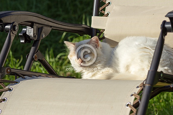Cat Snoozing on Sun Lounger