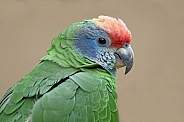 Red-tailed Amazon (Amazona brasiliensis)