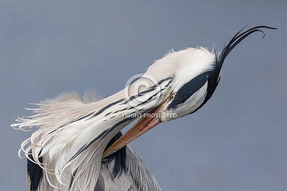 Grey Heron Portrait