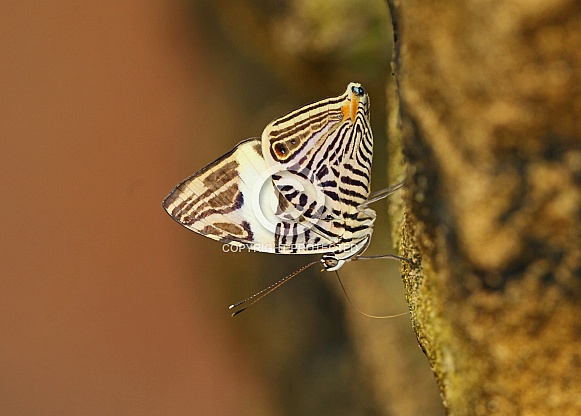 Zebra Mosaic Zebra Mosaic