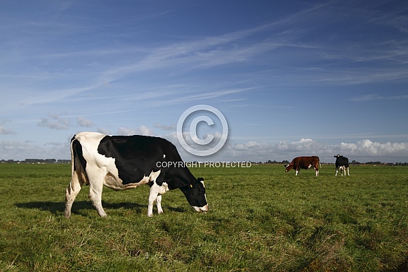 Dutch Cow and Cows