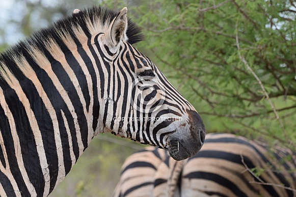 Zebra