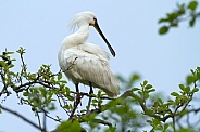 The Eurasian spoonbill