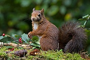 Red Squirrel
