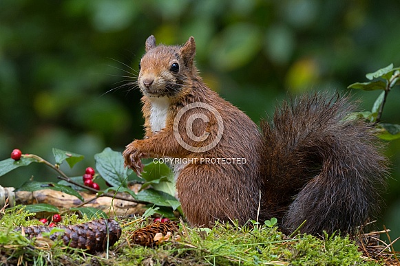 Red Squirrel