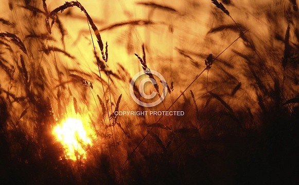 Sunset grass Sunset grass