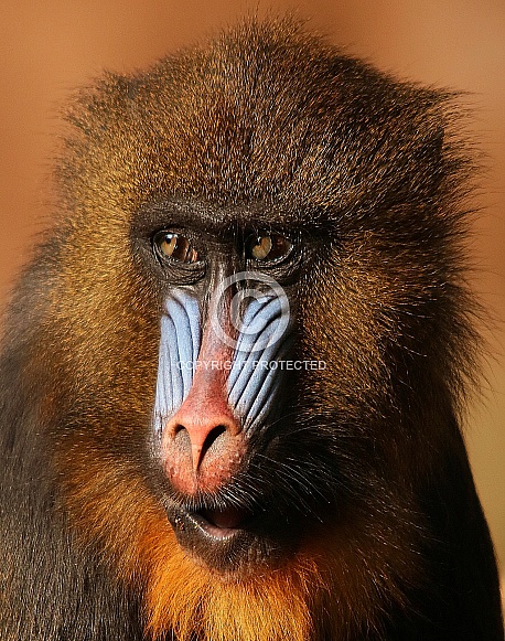 Mandrill