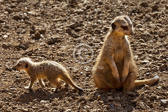 Mother and Baby Meerkat - Kalahari Desert