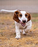 Basset hound puppy running