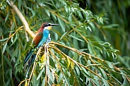 Northern carmine bee-eater