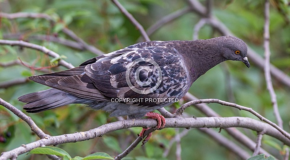 Rock dove Rock dove
