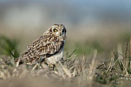 The short-eared owl (Asio flammeus)