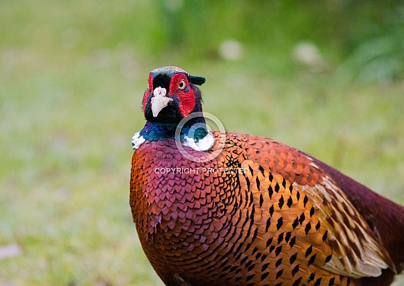 Pheasant
