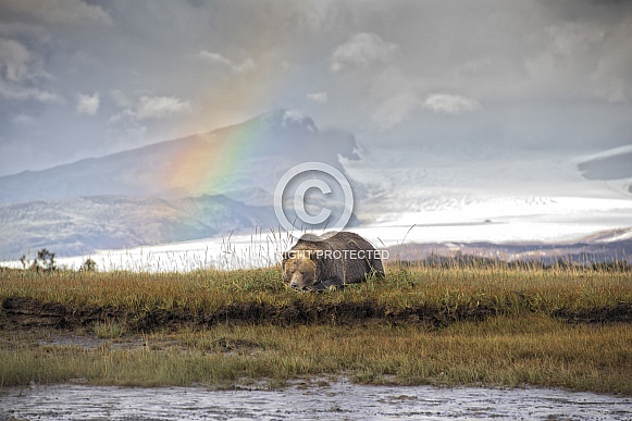 Brown Bear Brown Bear