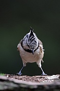 The crested tit or European crested tit